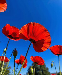 Obraz premium Red poppies swaying under clear blue sky in spring for Remembrance Day 