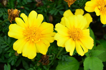 Vibrant Yellow Marigolds in a Garden flower background  