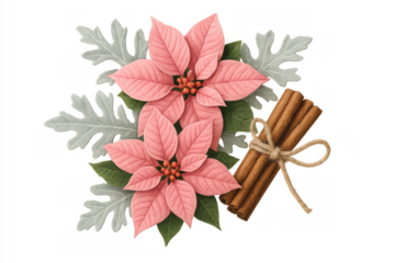 Pink poinsettia flowers and dusty miller leaves with cinnamon sticks tied for christmas decoration, transparent background