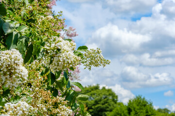 夏空の下で咲く白いサルスベリの花