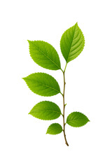 Fototapeta premium Lush Greenery, Fresh Leaf Canopy high quality Realistic image.