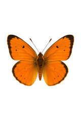 Bright Monarch Butterfly, Radiant Orange Winged Butterfly high quality Realistic image.