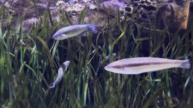 Serie de v&iacute;deos grabados en el Centro de Conservaci&oacute;n Biomarina de Cabrera (Islas Baleares), mostrando especies aut&oacute;ctonas del mar Mediterr&aacute;neo en su h&aacute;bitat controlado y natural.