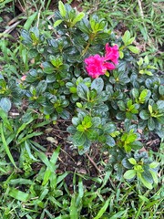 Pink azalea bloom on a small green shrub in a grassy yard after rain