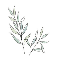 Eucalyptus leaf. Line art design color drawing abstract tropic spring . Nature eco concept