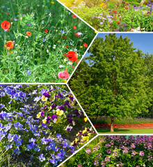 Fototapeta premium Spring and Summer Blooms: A Collection of Floral and Greenery Images
