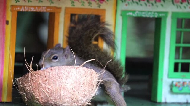 The video shows a beautiful squirrel feeding on a coconut in its natural habitat.