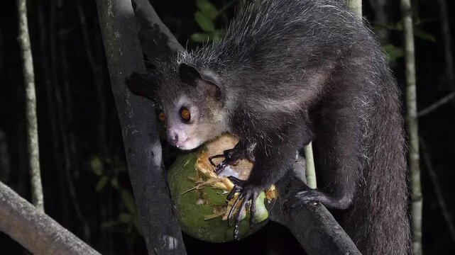 Aye-Aye in tree at night, looks around and scrapes out coconut, close 738b