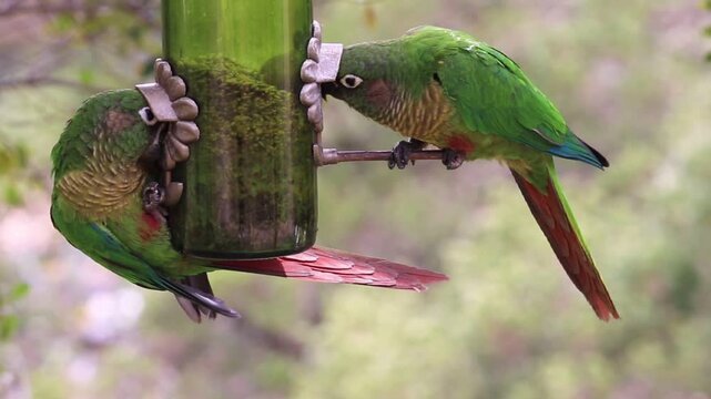 The enchanting beauty of the Maroon-bellied Parakeet in the wild.	