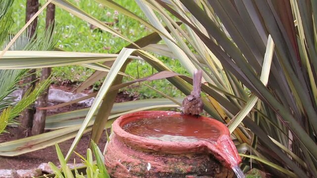 Bird Cooling in Water on a Sunny Day.
