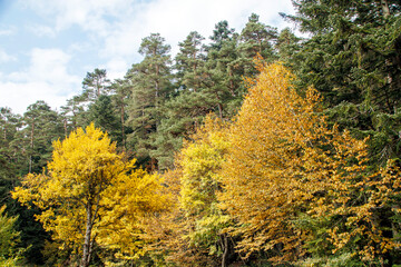 Fototapeta premium colorful autumn trees in the forest