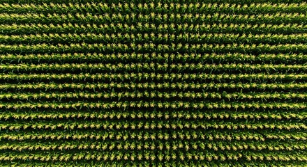 Drone photo from above high angle of a large corn plantation, corn arranged neatly with a background of large corn