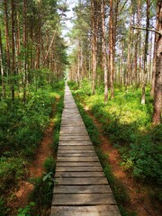 Fototapeta premium path in the woods