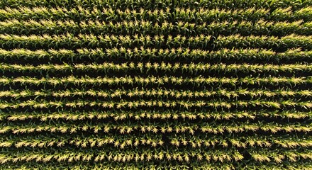 Drone photo from above high angle of a large corn plantation, corn arranged neatly with a background of large corn