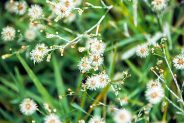 close-up shot of tiny white flowers and green leaves