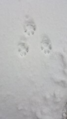 footprints in snow