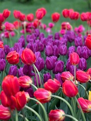 red and white tulips