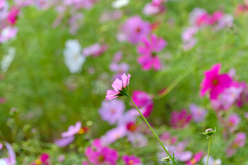 秋の草原に咲くピンクのコスモスの花