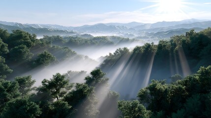 Fototapeta premium Misty Sunlight Over the Forest: Sunbeams pierce through the morning mist, illuminating a tranquil forest valley with a sense of peace and wonder. 