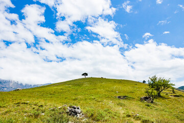 Lonely tree stands on green hill against blue sky with clouds. Gentle slopes, lush, green hillside with a lone tree standing out against summer vibrant landscape. Banner