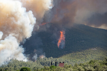 A large wildfire burns through a forest near residential buildings, sending thick smoke into the sky during extreme summer heat.