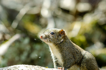 A small squirrel climbs on a tree. Sciurus vulgaris. A cute squirrel in the nature habitat at Huangshan mountain