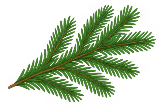 Evergreen fir branch with needles, illustrating holidays and winter nature, design element on a transparent background