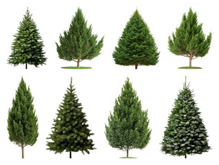 Fototapeta premium PNG Various evergreen trees collection, element set on transparent background
