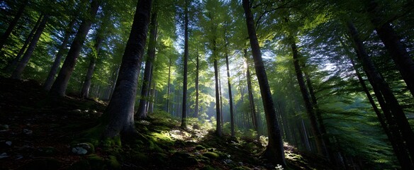 The beech forest glows as sunlight streams through thick leaves and branches.