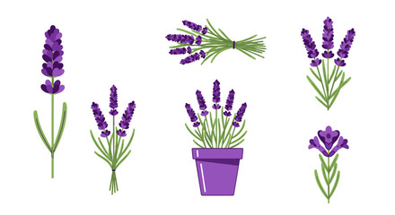 Obraz premium Lavender botanical vector design set on white backdrop