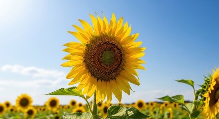 A vibrant sunflower in a field of sunflowers under a clear blue sky with scattered clouds.