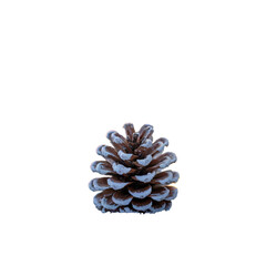 pine cone on white background