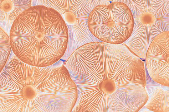 Digitally enhanced macro photo of inverted wild mushroom caps with soft peach and blue palette, clear gill details