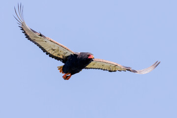 bateleur in flight