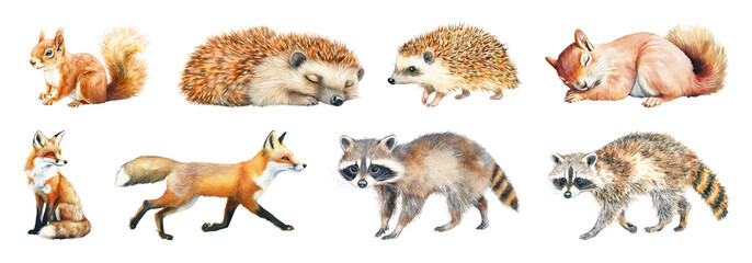 Obraz premium PNG Charming woodland creatures illustration, element set on transparent background