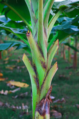 Obraz premium Banana tree with green leaves in the garden. Nature background