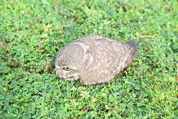 Spotted owlet or Athene brama owlet. It is a small owl which breeds in tropical Asia from Southeast Asia. This is a roost in small groups in the hollows of trees or in cavities in rocks and buildings.