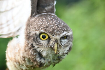 Spotted owlet or Athene brama owlet. It is a small owl which breeds in tropical Asia from Southeast Asia. This is a roost in small groups in the hollows of trees or in cavities in rocks and buildings.