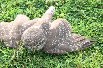 Spotted owlet or Athene brama owlet. It is a small owl which breeds in tropical Asia from Southeast Asia. This is a roost in small groups in the hollows of trees or in cavities in rocks and buildings.