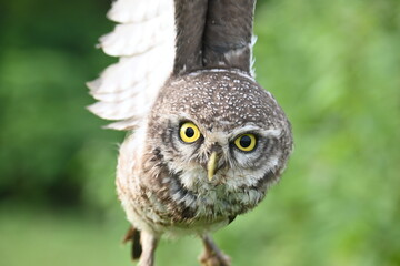 Spotted owlet or Athene brama owlet. It is a small owl which breeds in tropical Asia from Southeast Asia. This is a roost in small groups in the hollows of trees or in cavities in rocks and buildings.