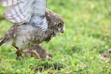 Spotted owlet or Athene brama owlet. It is a small owl which breeds in tropical Asia from Southeast Asia. This is a roost in small groups in the hollows of trees or in cavities in rocks and buildings.