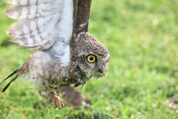 Spotted owlet or Athene brama owlet. It is a small owl which breeds in tropical Asia from Southeast Asia. This is a roost in small groups in the hollows of trees or in cavities in rocks and buildings.