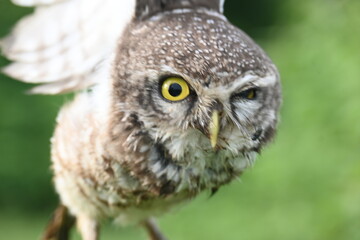 Spotted owlet or Athene brama owlet. It is a small owl which breeds in tropical Asia from Southeast Asia. This is a roost in small groups in the hollows of trees or in cavities in rocks and buildings.