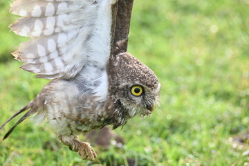 Spotted owlet or Athene brama owlet. It is a small owl which breeds in tropical Asia from Southeast Asia. This is a roost in small groups in the hollows of trees or in cavities in rocks and buildings.