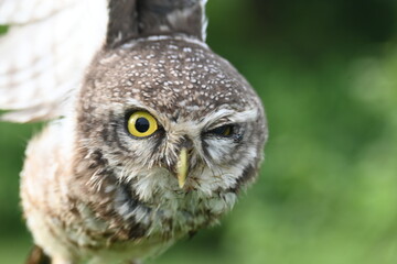Spotted owlet or Athene brama owlet. It is a small owl which breeds in tropical Asia from Southeast Asia. This is a roost in small groups in the hollows of trees or in cavities in rocks and buildings.