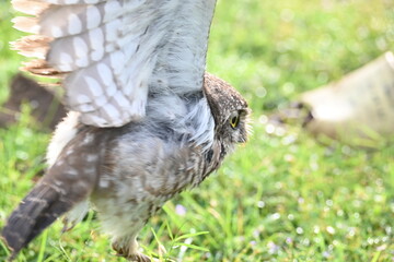 Spotted owlet or Athene brama owlet. It is a small owl which breeds in tropical Asia from Southeast Asia. This is a roost in small groups in the hollows of trees or in cavities in rocks and buildings.