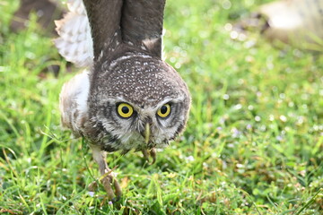 Spotted owlet or Athene brama owlet. It is a small owl which breeds in tropical Asia from Southeast Asia. This is a roost in small groups in the hollows of trees or in cavities in rocks and buildings.