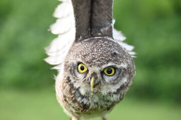 Spotted owlet or Athene brama owlet. It is a small owl which breeds in tropical Asia from Southeast Asia. This is a roost in small groups in the hollows of trees or in cavities in rocks and buildings.