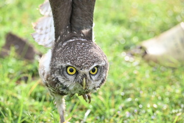 Spotted owlet or Athene brama owlet. It is a small owl which breeds in tropical Asia from Southeast Asia. This is a roost in small groups in the hollows of trees or in cavities in rocks and buildings.