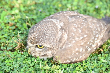 Spotted owlet or Athene brama owlet. It is a small owl which breeds in tropical Asia from Southeast Asia. This is a roost in small groups in the hollows of trees or in cavities in rocks and buildings.